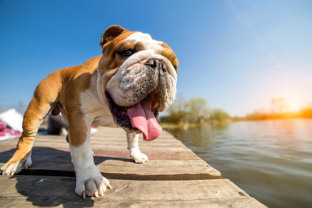 Top 4 Summertime Pet Emergencies Seen at Westerville ...