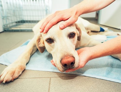 Recognize Pet Cancer Signs Early in the Disease Process