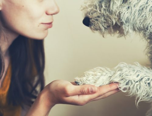 5 Life-Extending Secrets for Pets