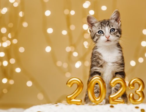 Welcoming Wellness in 2023: New Year’s Resolutions for Your Pet