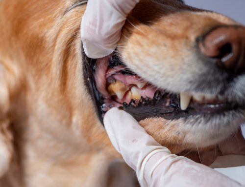 FAQs About Pet Dental Health