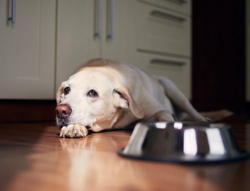 The Causes of Eating or Drinking Habit Changes in Pets