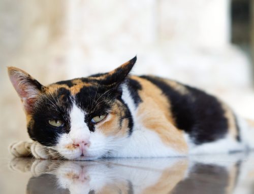 Don’t Ignore These 7 Pet Health Warning Signs