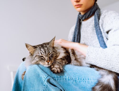 Viral Diseases in Cats: Signs and Prevention