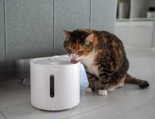 How to Keep Your Cat Hydrated: 7 Effective Strategies