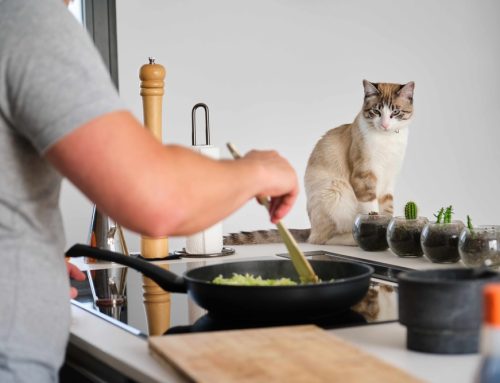 Thinking of Making Your Own Pet Food? Read This First!