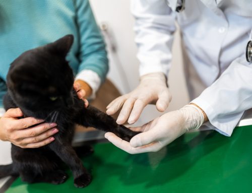 Unlock Your Pet’s Health Potential: Discover the Benefits of Annual Wellness Exams