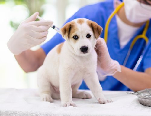 Puppy Vaccination 101: Keeping Your New Friend Healthy and Happy