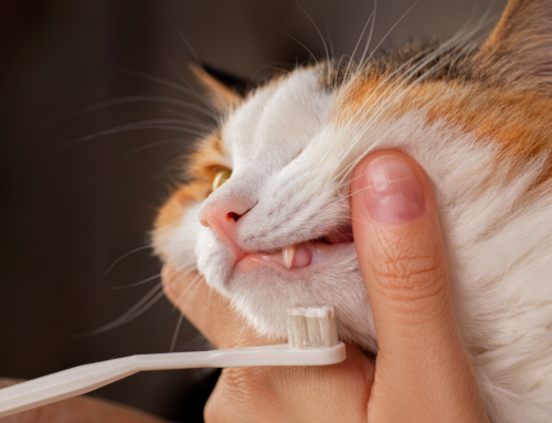 Caring for Your Pets’ Smiles: The Heart of Dental Health