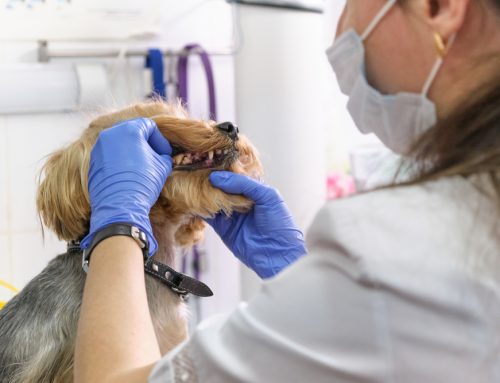 Understanding the Risks: Why Anesthesia-Free Pet Dentals May Not Be the Best Choice for Your Pets