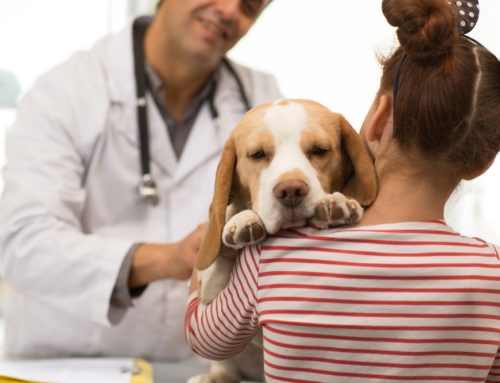 Safeguarding Your Pet’s Future: Essential Vaccinations and Preventive Care