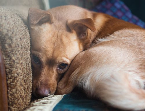 Understanding and Easing Pet Anxiety: Expert Insights from Westerville Veterinary Clinic