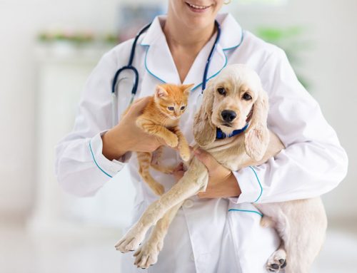 Understanding Annual Bloodwork: Protecting Your Pet’s Health