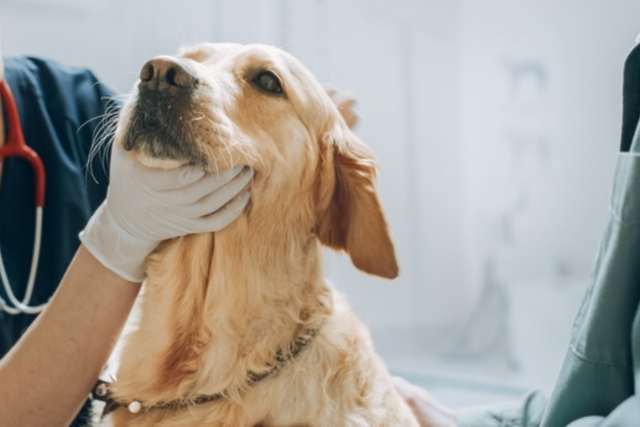 Pet Get a Wellness Exam