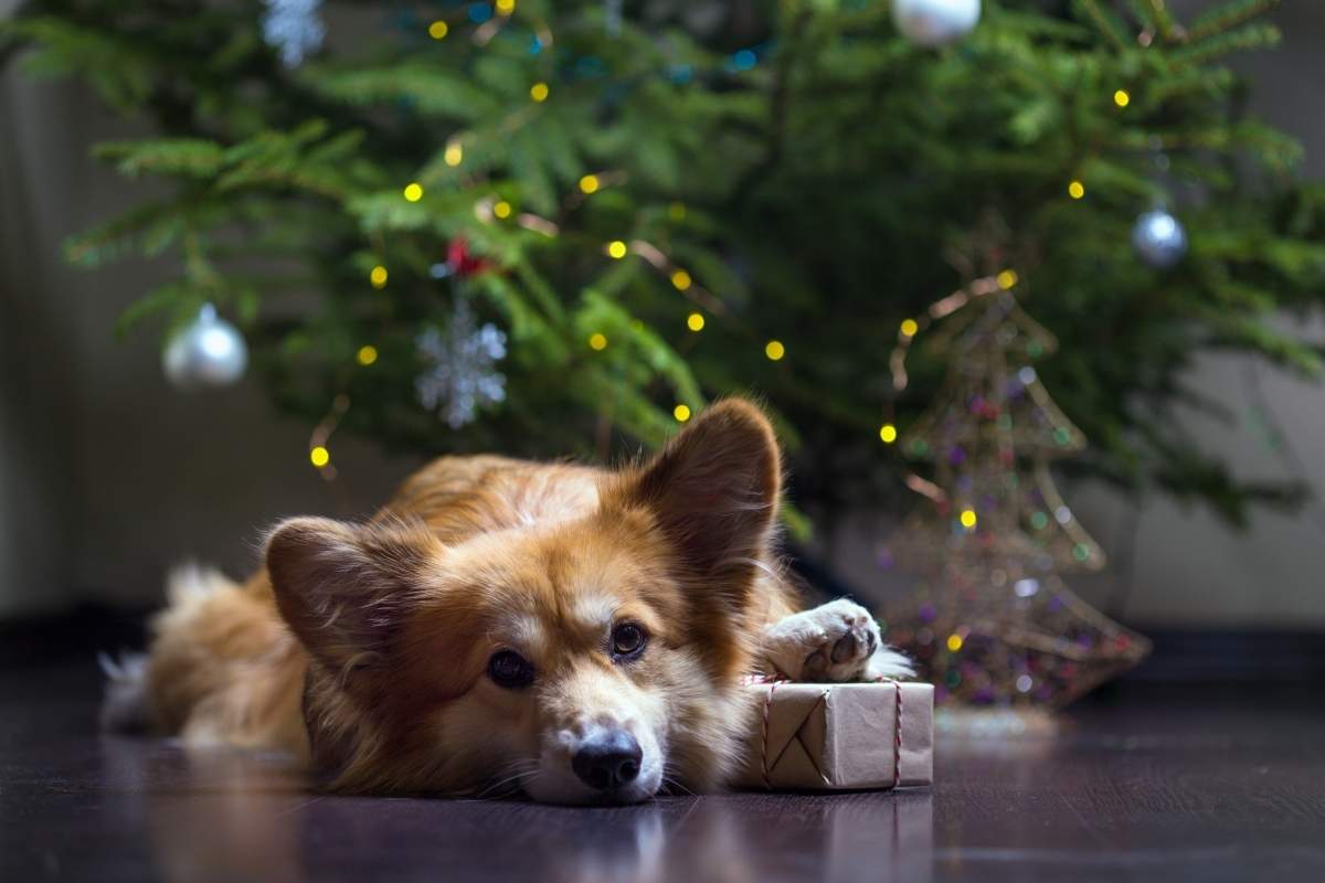 Is Christmas Tree Toxic to Pets? A Vet-Approved Holiday Safety Guide