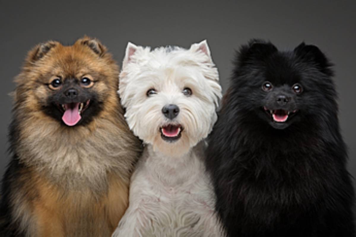 Top 10 Hypoallergenic Dog Breeds That Cut Allergy Symptoms