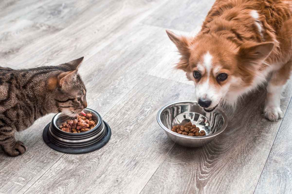Nutrition for Senior Dogs and Cats: Vet‑Approved Tips