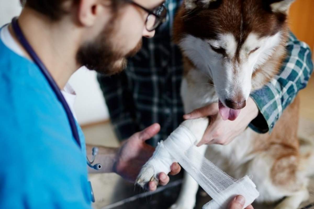 How Animal Rehabilitation Can Help Your Pet Recover from Injury or Surgery