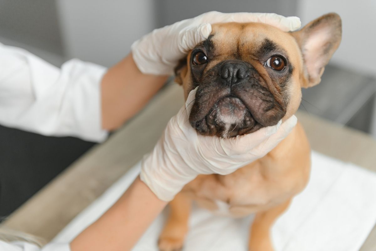early-signs-of-infection-in-pets