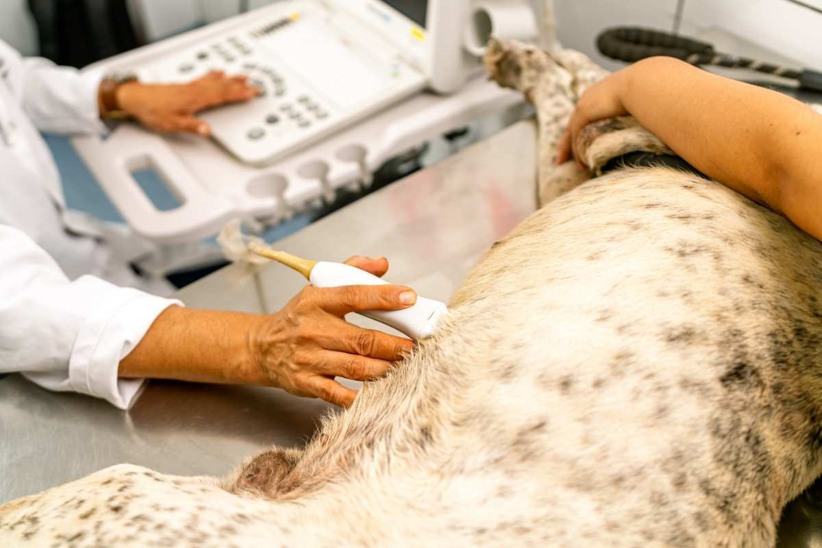 spot-dog-tumors-early-signs