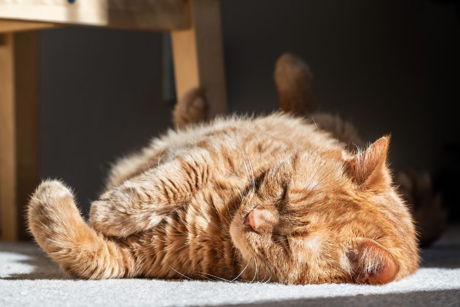 Healthy Treat Ideas for Pets Needing Weight Control