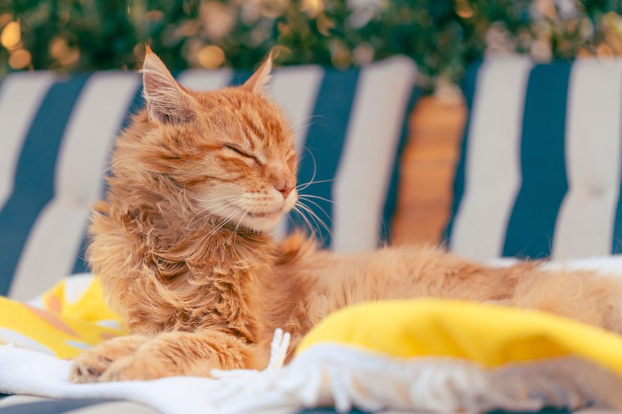 Cat Life Stage