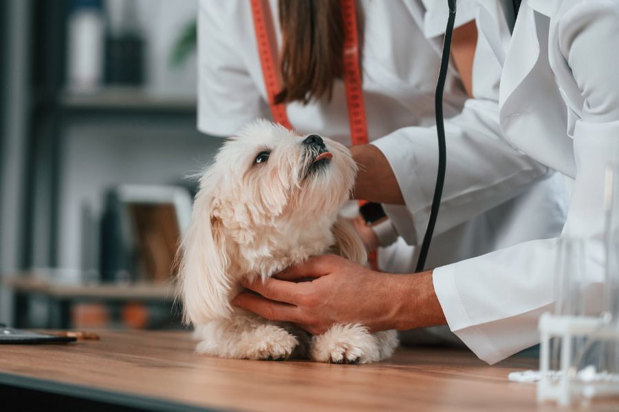 Pet Diagnostics
