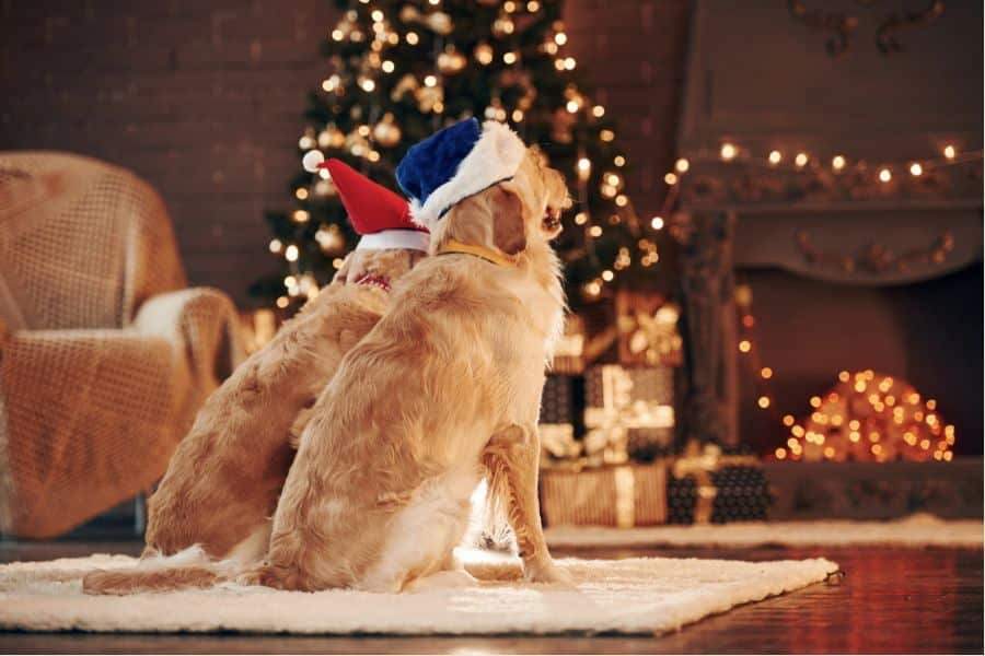 Fireworks Anxiety in Dogs