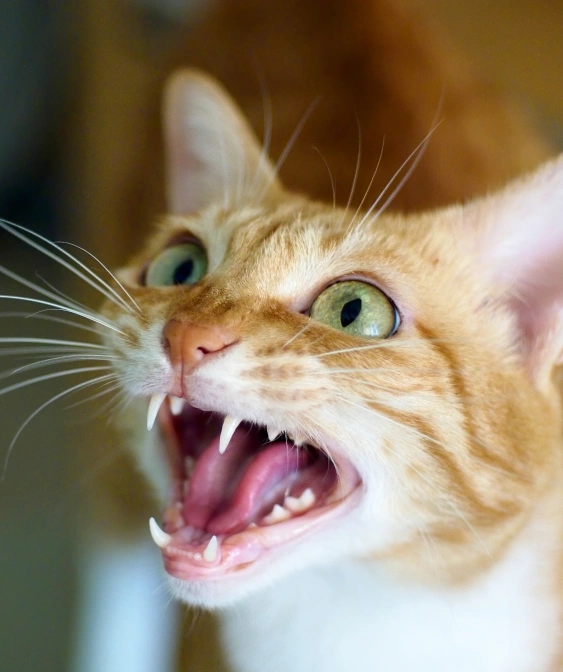 Common Signs of Dental Problems in Cats