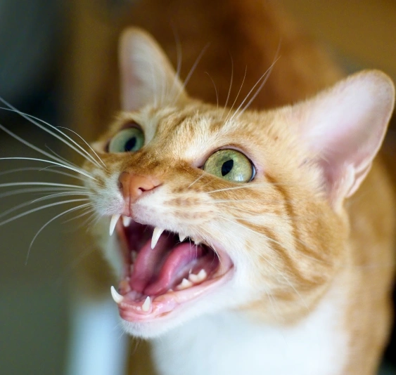 Common Signs of Dental Problems in Cats