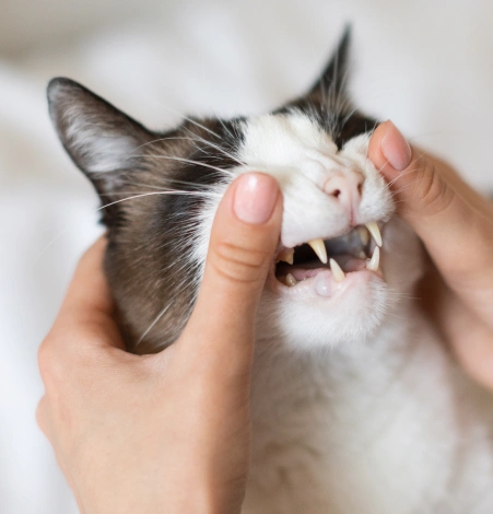 Cat Dental Service