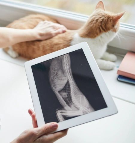 Cat Diagnostic Care