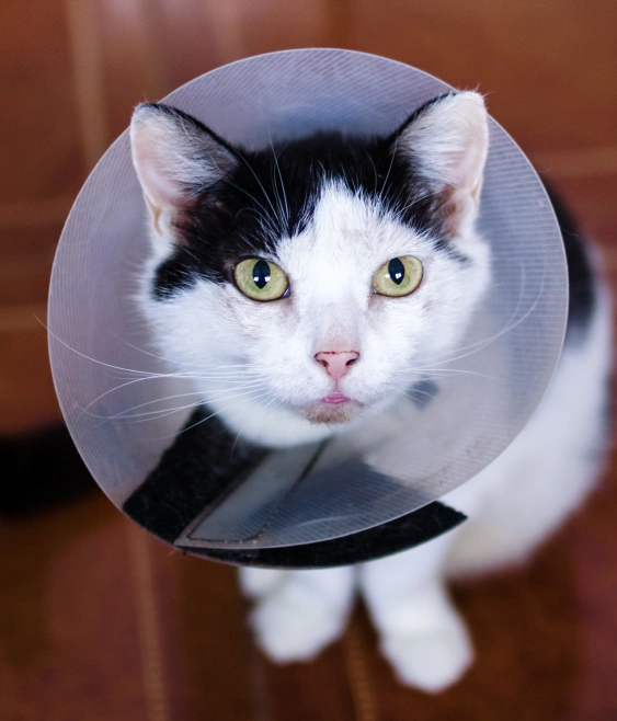 Signs Your Cat May Need Surgery