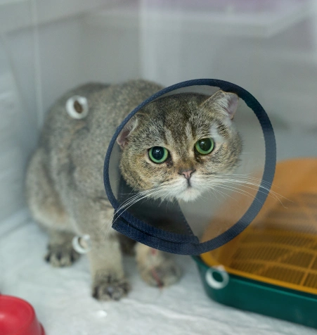Cat Surgery