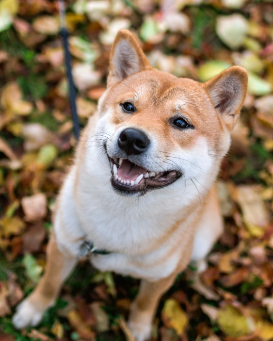 Signs Your Dog May Need Dental Care