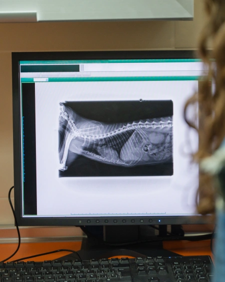 Dog Diagnostic Care