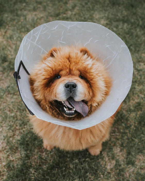 Comprehensive Surgical Services for Dogs