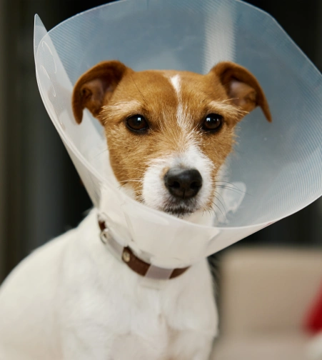 Dog Surgery
