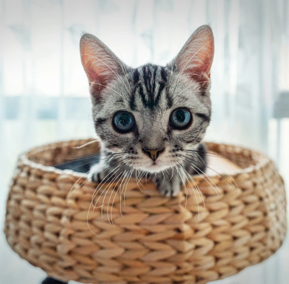 The Importance of Early Veterinary Visits