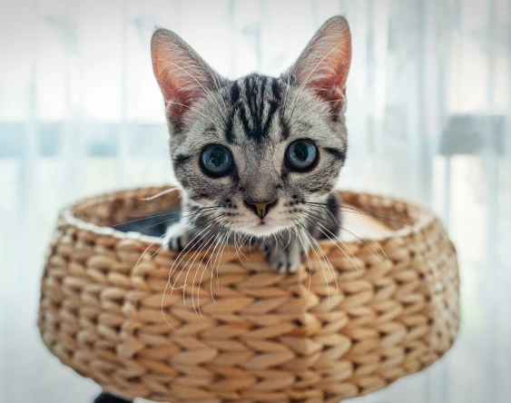 The Importance of Early Veterinary Visits