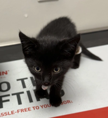 Kitten Care