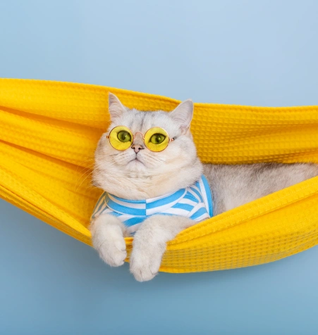 Pain Management for Cats