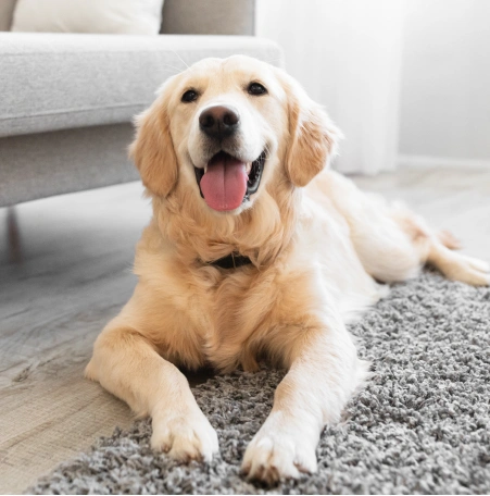 Pain Management for dogs
