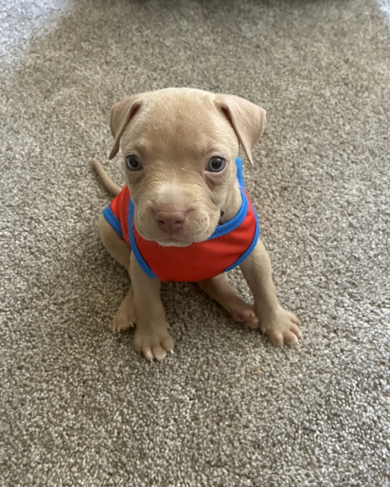 What to Expect During Your Puppy’s First Visits