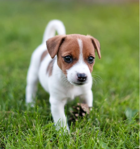 Puppy Care