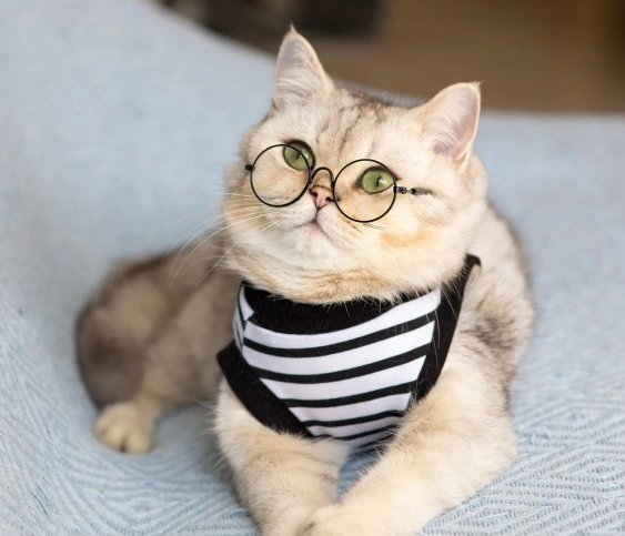 The Importance of Senior Cat Care
