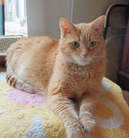 Senior Cat Care