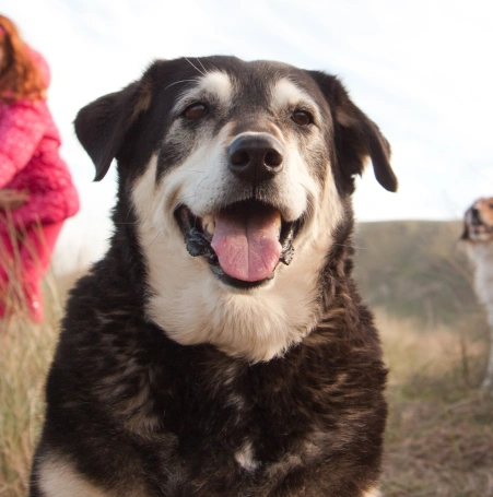 Senior dog Care