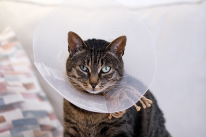 Cat Surgery