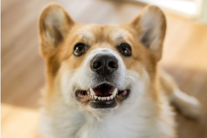 Dog Dental Service